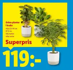 Lidl Gröna plantor i kruka erbjuda