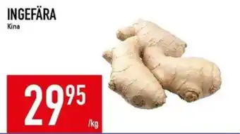 Ingefära