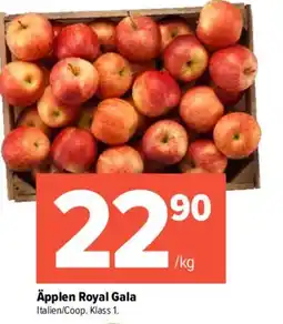 Pekås Äpplen Royal Gala erbjuda