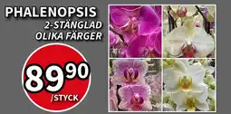 Extra Mjällby Stormarknad Phalenopsis erbjuda