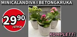 Extra Mjällby Stormarknad Minicalandiva i betongkruka erbjuda
