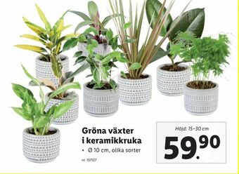 Lidl Gröna växter i keramikkruka erbjuda