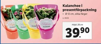Lidl Kalanchoe i presentförpackning erbjuda