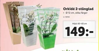 Lidl Orkidé 2-stänglad erbjuda