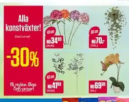 ÖoB Alla konstväxter! erbjuda
