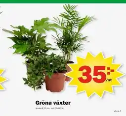 Pekås Gröna växter erbjuda