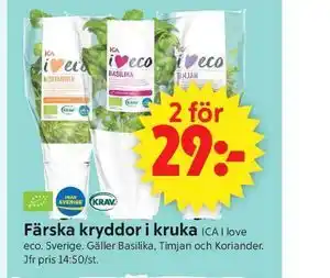 Färska kryddor i kruka