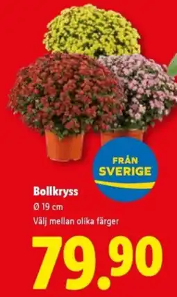 Lidl Bollkryss erbjuda