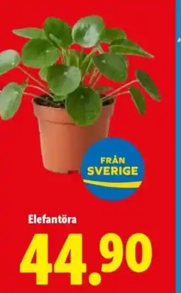 Lidl Elefantöra erbjuda