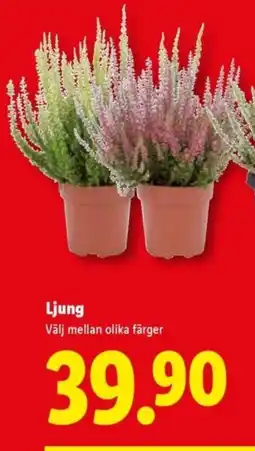 Lidl Ljung erbjuda