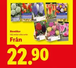 Lidl Blomlökar erbjuda