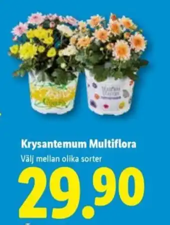 Lidl Krysantemum Multiflora erbjuda