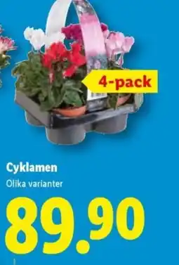 Lidl Cyklamen erbjuda