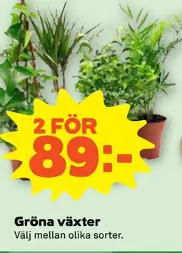 Stora Coop Gröna växter erbjuda