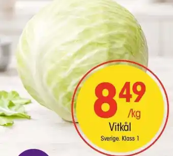 Vitkål