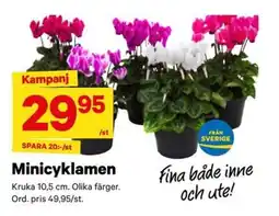 City Gross Minicyklamen erbjuda