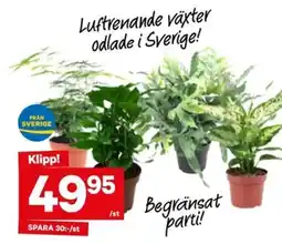City Gross Luftrenande växter erbjuda