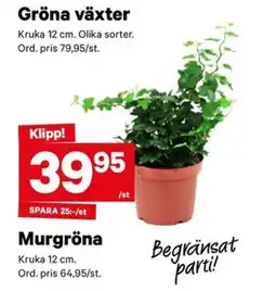 City Gross Murgröna erbjuda