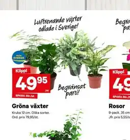 City Gross Gröna växter erbjuda
