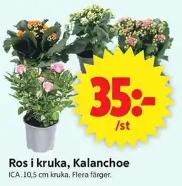 ICA Supermarket Ros i kruka, Kalanchoe erbjuda