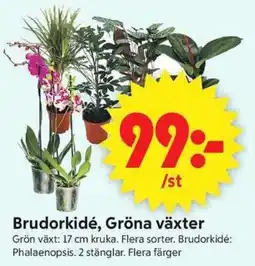 ICA Supermarket Brudorkidé, gröna växter erbjuda