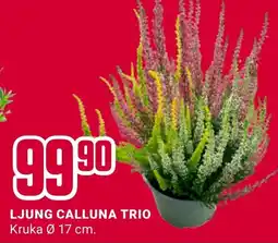 ÖoB Ljung calluna trio erbjuda