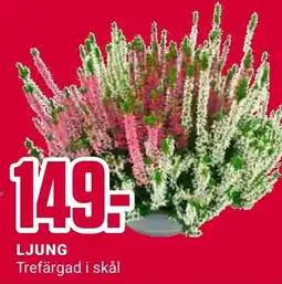 ÖoB Ljung Trefärgad i skål erbjuda