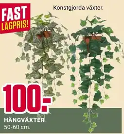 ÖoB Hängväxter erbjuda