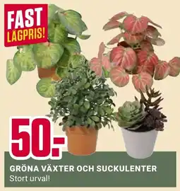 ÖoB Gröna växter och succulenter erbjuda