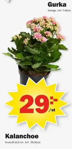 Pekås Gurka Kalanchoe erbjuda