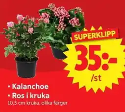 Nya Pulsen Kalanchoe Ros i kruka erbjuda