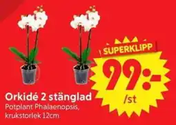 Nya Pulsen Orkidé 2 stänglad erbjuda