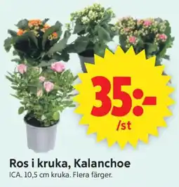 ICA Supermarket Ica ros i kruka, Kalanchoe erbjuda