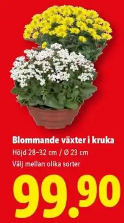 Lidl Blommande växter i kruka erbjuda