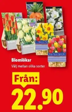 Lidl Blomlökar erbjuda