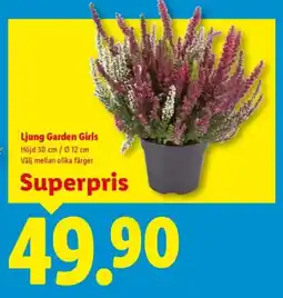 Lidl Ljung Garden Girls erbjuda