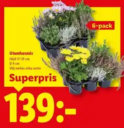 Lidl Utomhusmix erbjuda