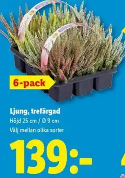 Lidl Ljung, trefärgad erbjuda