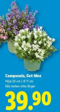 Lidl Campanula, Get-Mee erbjuda