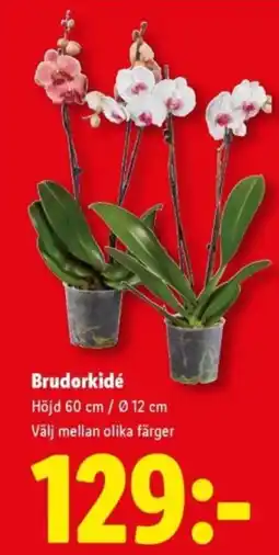 Lidl Brudorkidé erbjuda
