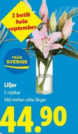 Lidl Liljor erbjuda