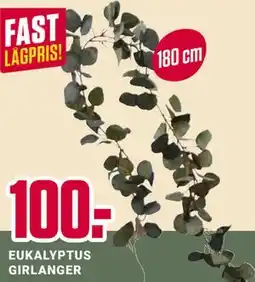ÖoB EUKALYPTUS GIRLANGER erbjuda