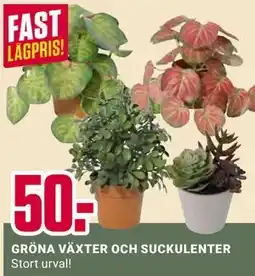 ÖoB GRÖNA VÄXTER OCH SUCKULENTER erbjuda
