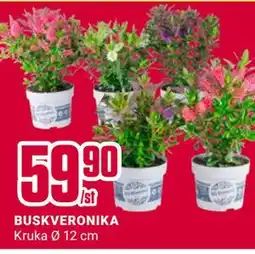 ÖoB BUSKVERONIKA erbjuda