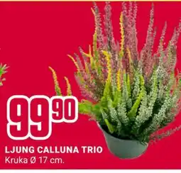 ÖoB LJUNG CALLUNA TRIO erbjuda