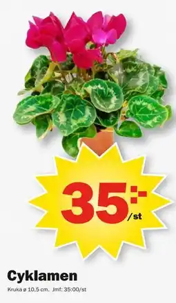 Pekås Cyklamen erbjuda