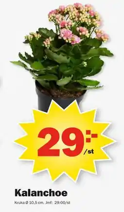 Pekås Kalanchoe erbjuda