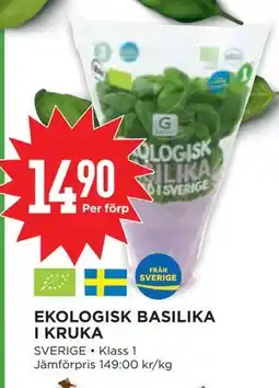 Willys EKOLOGISK BASILIKA I KRUKA erbjuda