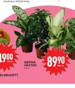 Willys GRÖNA VÄXTER erbjuda