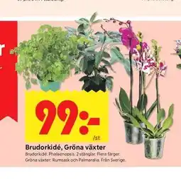 ICA Kvantum Brudorkidé, Gröna växter erbjuda